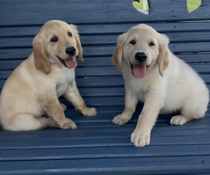 Golden Retriever Puppy for sale in CUB RUN, KY, USA