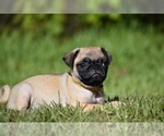 Small #1 Pug