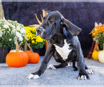 Small Photo #24 Great Dane Puppy For Sale in WAKARUSA, IN, USA