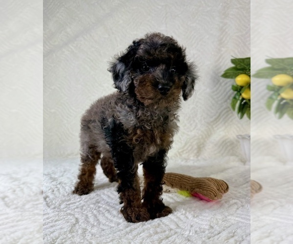 Medium Photo #5 Cock-A-Poo Puppy For Sale in GREENFIELD, IN, USA