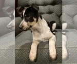 Small #5 Texas Heeler
