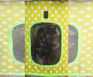 Baily - Male Chihuahua-Unknown Mix Dog for Adoption - Photo #3