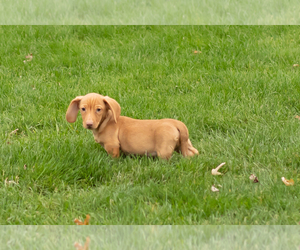 Dachshund Puppy for sale in NAPPANEE, IN, USA