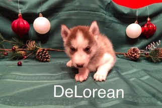 Siberian Husky Puppy for sale in SAYLORSBURG, PA, USA