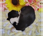 Small Photo #124 Border Collie Puppy For Sale in NORBORNE, MO, USA