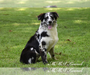 Australian Shepherd Puppy for sale in EASTON, MO, USA