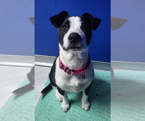 Border Collie-Unknown Mix Dogs for adoption in Walnutport, PA, USA