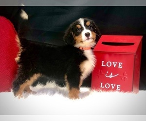 Bernese Mountain Dog Puppy for sale in DUNDEE, OH, USA