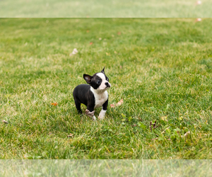Boston Terrier Puppy for sale in MILFORD, IN, USA