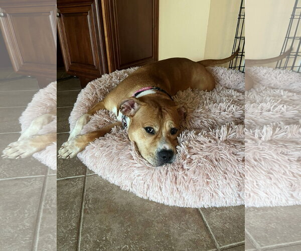 Medium Photo #4 Staffordshire Bull Terrier-Unknown Mix Puppy For Sale in Cliffwood, NJ, USA