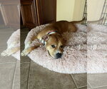 Small #3 Staffordshire Bull Terrier Mix