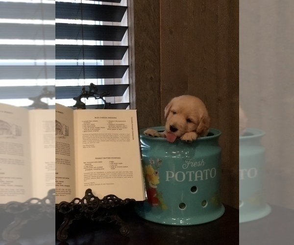 Medium Photo #6 Labradoodle Puppy For Sale in ROBERTA, GA, USA