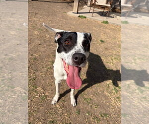 Mutt Dogs for adoption in Great Bend, KS, USA