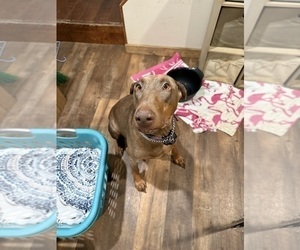 Mother of the Doberman Pinscher puppies born on 03/13/2025