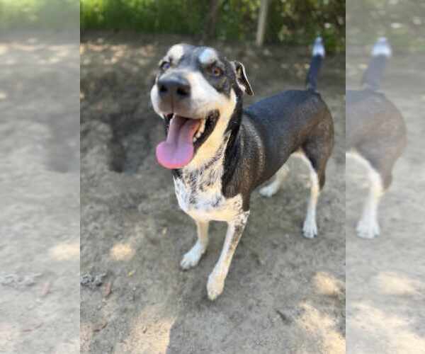 Medium Photo #2 Mutt Puppy For Sale in Orangeburg, SC, USA