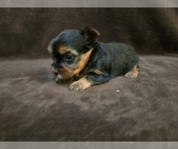 Medium Photo #6 Yorkshire Terrier Puppy For Sale in CARLYLE, IL, USA