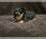 Small #5 Yorkshire Terrier