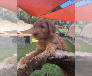 Goldendoodle Puppy for sale in PLACERVILLE, CA, USA