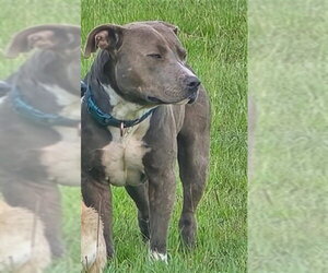 Mutt Dogs for adoption in Houston, TX, USA