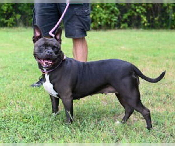 Medium Photo #1 Boxer-Unknown Mix Puppy For Sale in Glen Allen, VA, USA