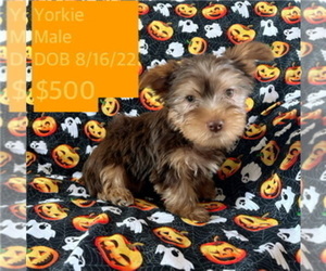 Yorkshire Terrier Puppy for sale in AMSTERDAM, MO, USA