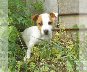 Jack Russell Terrier Puppy for sale in FRYTOWN, IA, USA