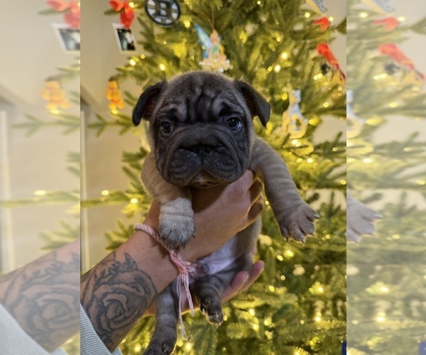 Medium Photo #1 French Bulldog Puppy For Sale in BOYD, TX, USA