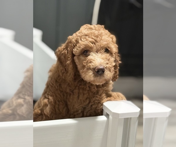 Medium Photo #8 Goldendoodle Puppy For Sale in GIBSONTON, FL, USA