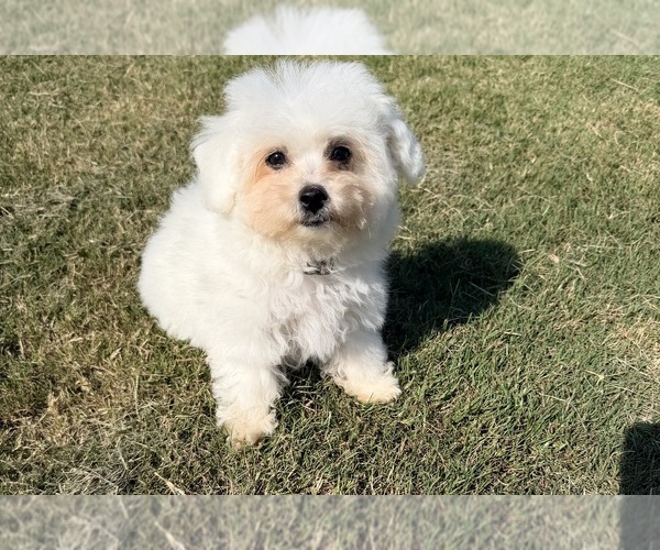 Medium Photo #10 Bichon Frise Puppy For Sale in PELZER, SC, USA