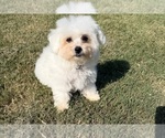 Small #9 Bichon Frise