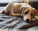 Small #2 Mutt