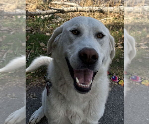 Medium Photo #1 Great Pyrenees-Unknown Mix Puppy For Sale in Hamilton, MT, USA