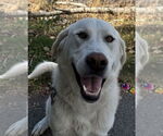 Small Great Pyrenees Mix