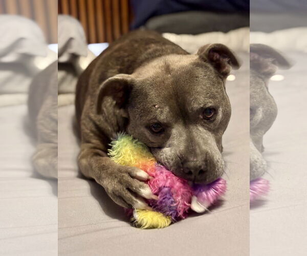 Medium Photo #4 American Pit Bull Terrier-Unknown Mix Puppy For Sale in Brooklyn Center, MN, USA