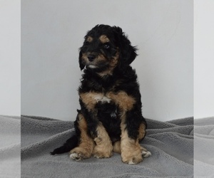 Aussiedoodle-Goldendoodle Mix Puppy for sale in BECKER, MN, USA