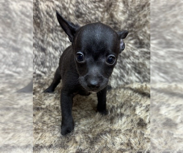 Medium Photo #5 Rat Terrier Puppy For Sale in WHITAKERS, NC, USA