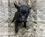 Small #4 Rat Terrier