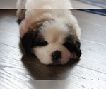 Small #7 Saint Bernard