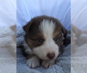 Australian Shepherd Puppy for sale in JEROMESVILLE, OH, USA