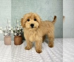 Small #4 Goldendoodle