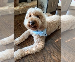Father of the Goldendoodle puppies born on 05/11/2019