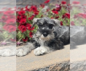Schnauzer (Miniature) Puppy for sale in CANOGA, NY, USA