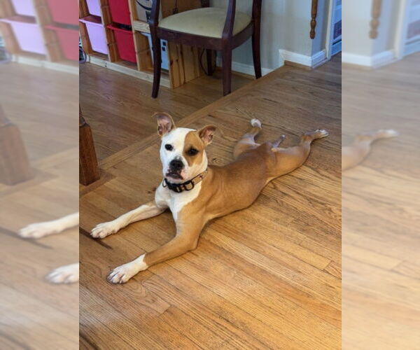 Medium Photo #2 Bullboxer Pit Puppy For Sale in Derwood, MD, USA