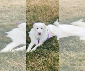 Apollo - Male Great Pyrenees Dog for Adoption - Photo #3