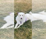 Small Photo #3 Great Pyrenees Puppy For Sale in Bountiful, UT, USA