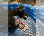 Small #2 Goldendoodle