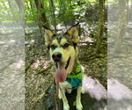 Small Siberian Husky Mix