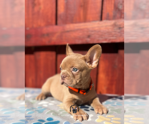 Medium Photo #4 French Bulldog Puppy For Sale in SACRAMENTO, CA, USA