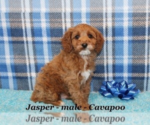 Cavapoo Puppy for Sale in HOPKINSVILLE, Kentucky USA