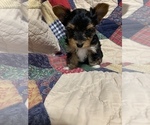 Small Photo #18 Yorkshire Terrier Puppy For Sale in JOHNSTON CITY, IL, USA